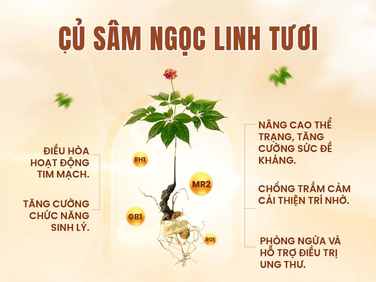 s&acirc;m Ngọc Linh QUảng Nam TRIMICO